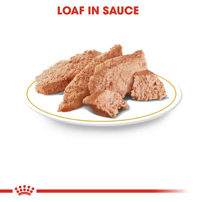 Royal Canin Dachshund Wet Food 12x85g